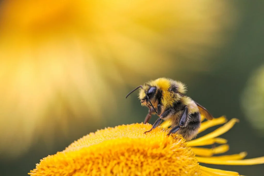 Bee