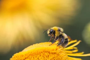 Bee
